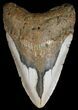 Bargain, Megalodon Tooth - North Carolina #54798-1